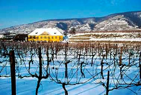 Snow covers the vineyards at   Unterloiben Niederosterreich Austria   Wachau