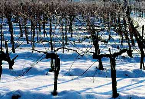 Snow covers vineyard at Unterloiben   Niedersterreich Austria Wachau
