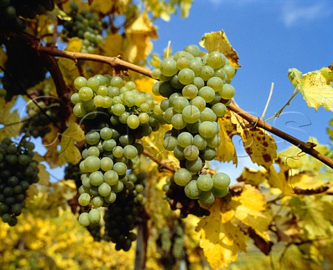 Grner Veltliner grapes Unterloiben   Niedersterreich Austria   Wachau