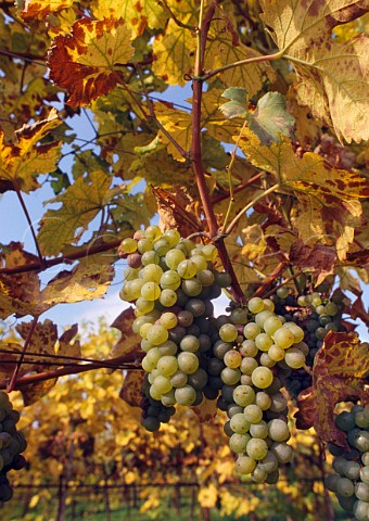 Grner Veltliner grapes in vineyard at  Unterloiben Niederosterreich Austria Wachau