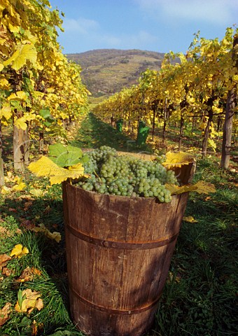 Harvested Grner Veltliner grapes in vineyard at Unterloiben Niedersterreich Austria     Wachau