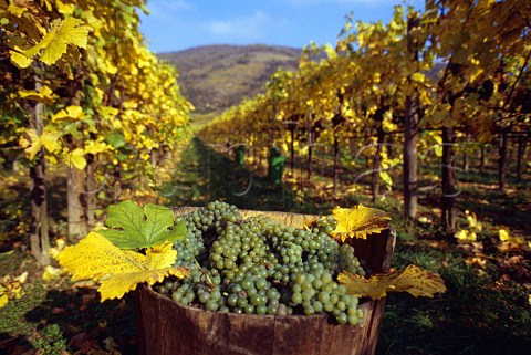 Harvested Grner Veltliner grapes   Unterloiben Niedersterreich Austria   Wachau