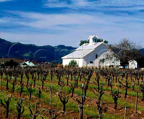 Late winter in vineyard at Usibelli Ranch   Rutherford Napa Co California