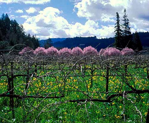 Unpruned vineyard in early spring StHelena Napa   Co California  Napa Valley