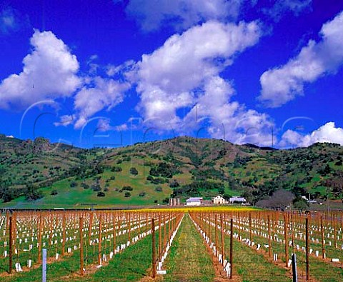 Early spring in vineyard along the Silverado Trail   Napa Co California  Stags Leap