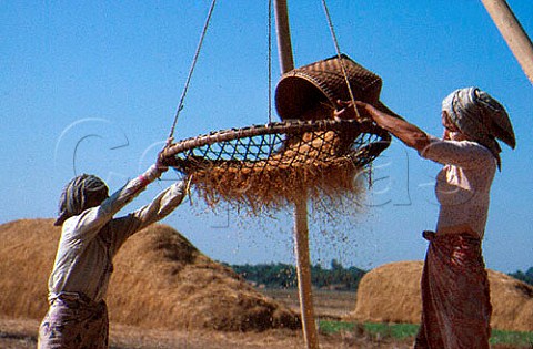 Winnowing Rice Burma