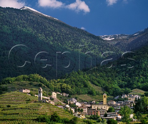 Vineyards around the village of Castione   Near Sondrio Lombardy Italy  Valtellina