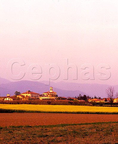 Vineyard viewed over field of rape  Franciacorta Lombardy Italy  DOC Franciacorta