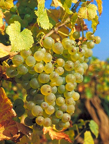 Chasselas grapes known as Gutedel in Germany and   Fendant in Switzerland