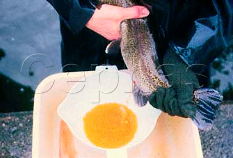 Stripping eggs from trout at a fish   hatchery USA
