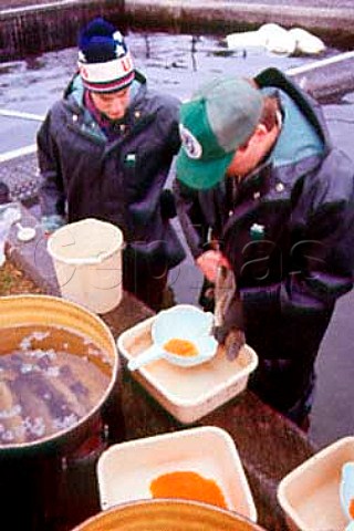 Stripping eggs from trout at a fish   hatchery USA