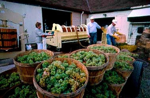 Chardonnay grapes arrive at Lakeview   Cellars Vineland Ontario Canada   Niagara Peninsula