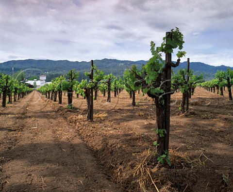 Freshly ploughed soil in vineyard of Ray Rossi at  St Helena Napa Valley California