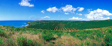 Coffee plantation Kauai Hawaii USA