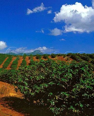 Coffee plantation Kauai Hawaii USA