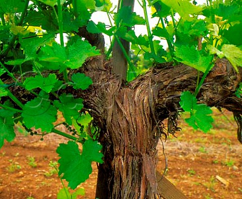 Springtime growth on old vine  Napa Valley California