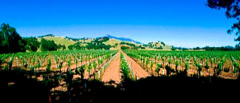 Newman Vineyard in Knights Valley Sonoma Co  California   Knights Valley AVA