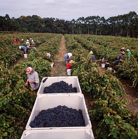 Harvesting Zinfandel grapes in vineyard of Cape   Mentelle Margaret River Western Australia