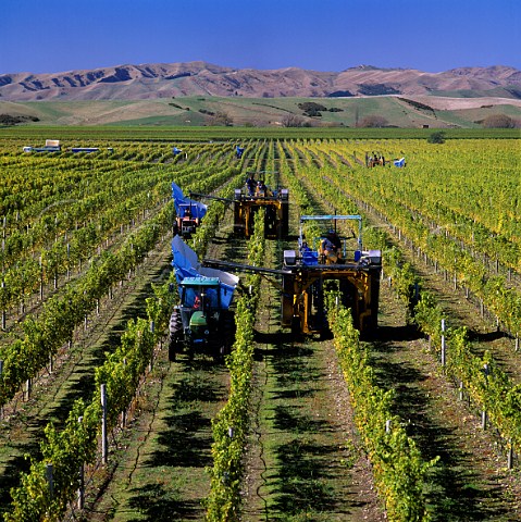 Machine harvesting in vineyard in the   Brancott Valley Marlborough New Zealand