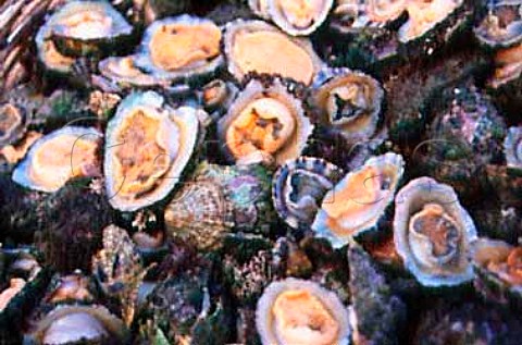 Limpets for sale France