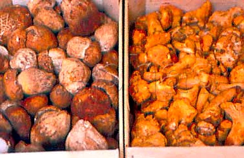 Mushrooms Cepes or Penny Bun   Boletus edulis  and Chanterelles   Cantharellus cibarius 