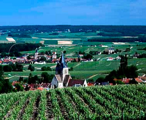 Early June in vineyard at VilleDommange on the   Montagne de Reims Marne France  Champagne