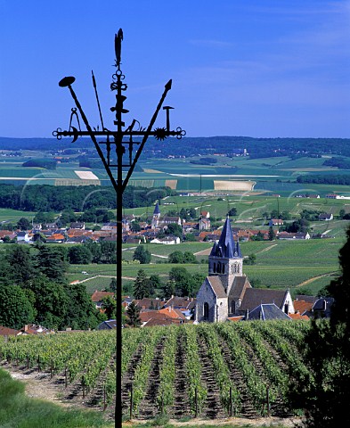 Early June above vineyard at VilleDommange on the   Montagne de Reims Marne France  Champagne