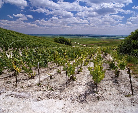 Chardonnay vines on the chalk soil of the Cte des Blancs Le MesnilsurOger Marne France  Cte des Blancs  Champagne