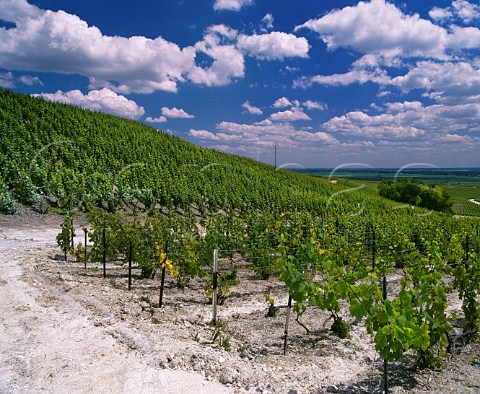 Chardonnay vineyard on chalk soil at Le MesnilsurOger Marne France Cte des Blancs  Champagne