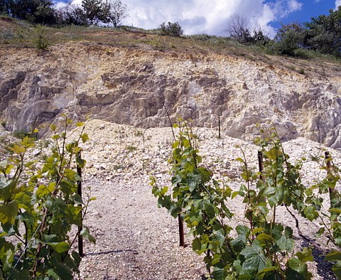 Chardonnay vines on the chalk soil of Le MesnilsurOger Marne France   Cte des Blancs  Champagne