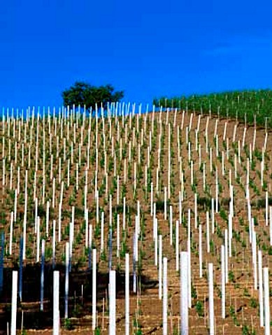 Newly replanted vineyard of Fontanafredda   Serralunga dAlba Piemonte Italy Barolo