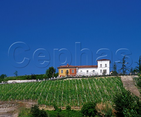 Vineyard of Giordano at Valle Talloria dAlba Piemonte Italy