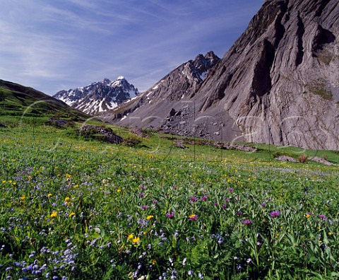 Spring flowers by the road to the Col du Galibier  with Grand Galibier 3229m in the distance    Near Valloire Savoie France  RhneAlpes