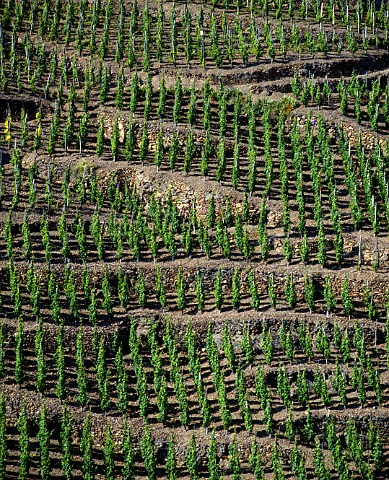 Individually staked Syrah vines on the steep     terraces of the Cte Blonde at Ampuis Rhne France  AC Cte Rtie