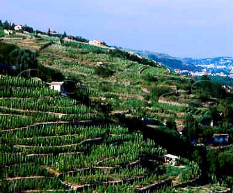 Terraces of Viognier vines at Condrieu   Rhne France  AC Condrieu