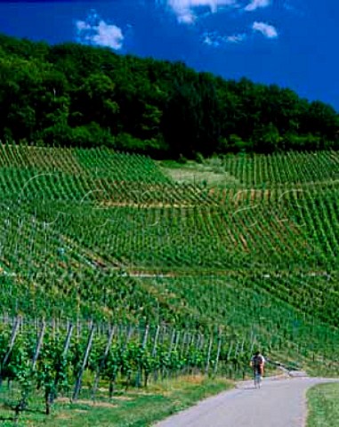 Freudental vineyard at Ortenberg Baden Germany    Grosslage Frsteneck
