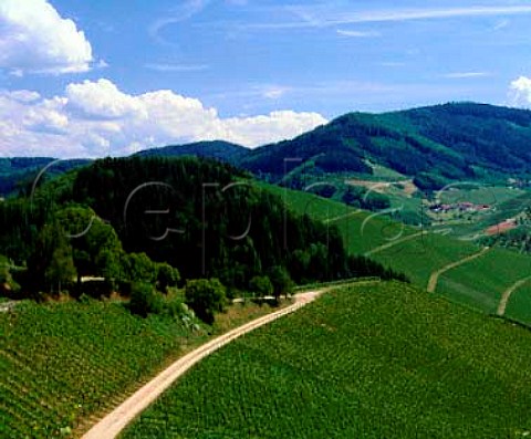 Part of the the Schlossberg vineyard of Schloss   Staufenberg on the edge of the Black Forest at   Durbach Baden Germany  Grosslage Frsteneck