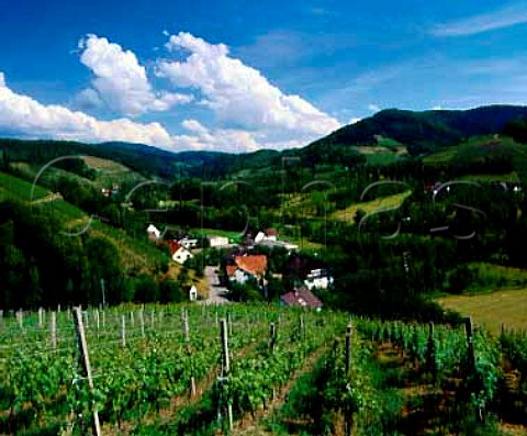 Vineyards on the edge of the Black Forest at   Durbach Baden Germany  Grosslage Frsteneck