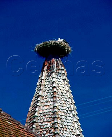 Stork nesting on a purposemade platform   Ribeauvill HautRhin France  Alsace