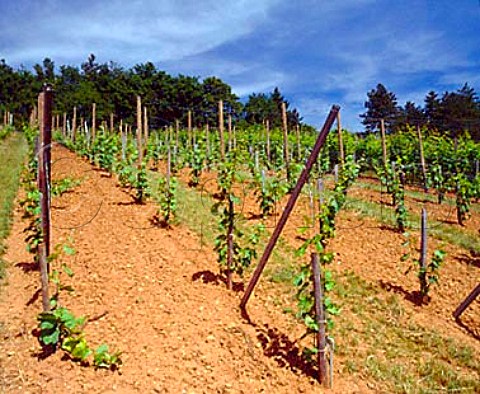 Young vines in the Grand Cru   Altenberg de Bergheim vineyard  Bergheim HautRhin France  Alsace