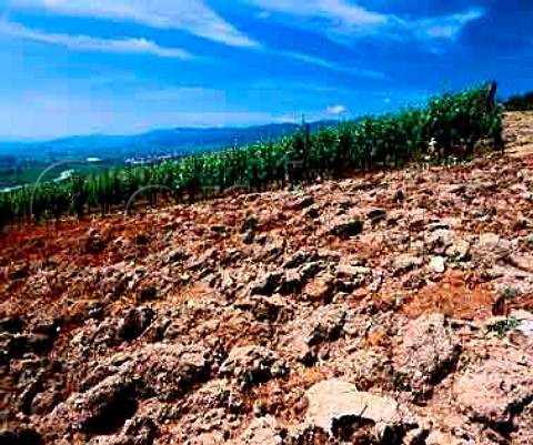 Ploughed soil  ready for replanting  in   the Grand Cru Altenberg de Bergheim vineyard  Bergheim HautRhin France  Alsace