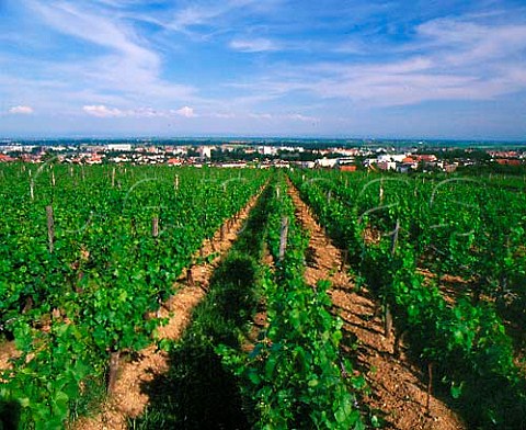 Vineyard above Molsheim BasRhin France Alsace