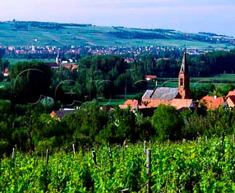 Vineyard above Scharrachbergheim and its church with   Marlenheim in the far distance  BasRhin France Alsace