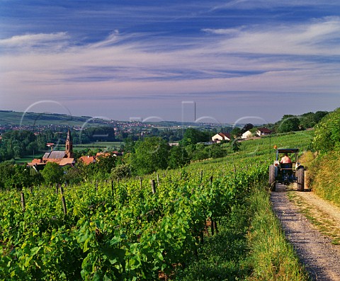 Vineyard above village of Scharrachbergheim BasRhin France Alsace