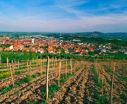 New vineyard above Marlenheim BasRhin France   Alsace