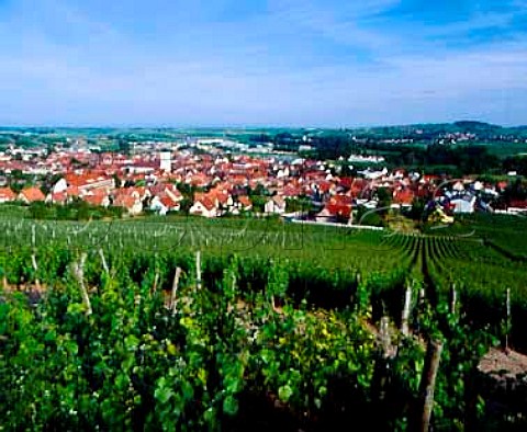 Vineyards above Marlenheim  BasRhin France Alsace