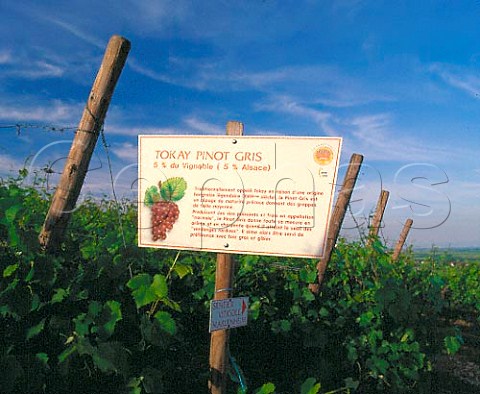Sign for Tokay Pinot Gris in vineyard at Marlenheim   BasRhin France Alsace