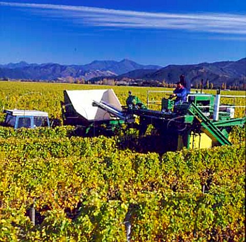 Machine harvesting in Motukawa Vineyard    a Cloudy Bay contract grower   Marlborough New Zealand