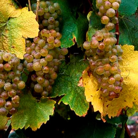 Chardonnay grapes  clone UCD6   Marlborough New Zealand