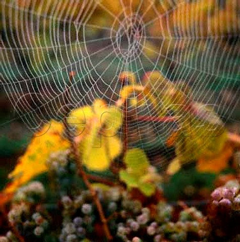 Spider web in Riesling vineyard   Marlborough New Zealand